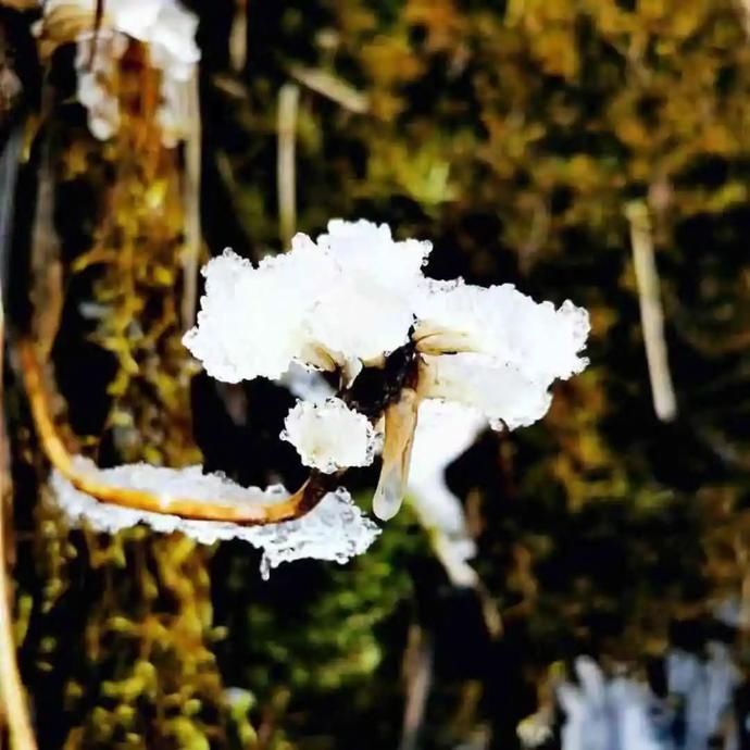  飘落|阅读雨城丨那些雪花飘落的日子