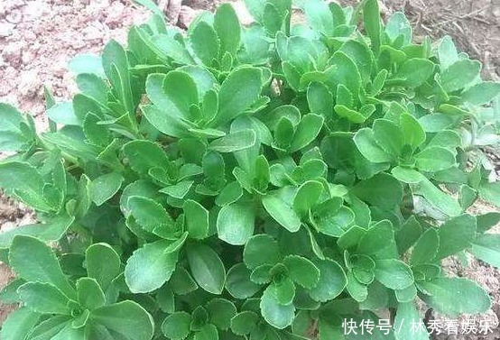 此菜被称“养心菜”，再贵也要买，大人孩子吃了都好处多，很珍贵