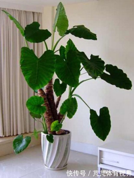 提醒:这12种“漂亮花”,不适合养在室内,别不当回事