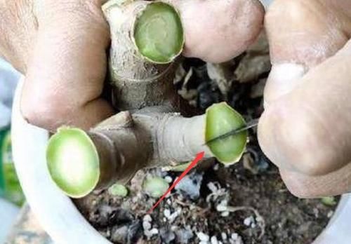 可以互相嫁接不同颜色的长寿花吗？应该如何嫁接？