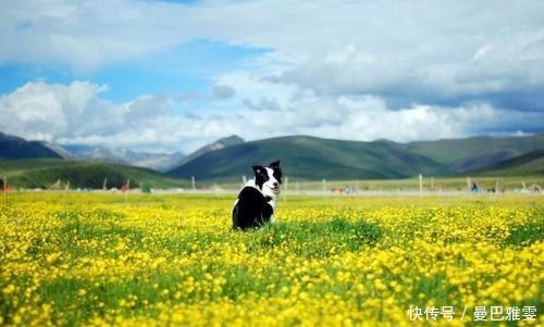 6月国内最美的草原花海 累了就去小住三五天吧 快资讯 6月国内最美的草原花海 累了就去小住三五天吧 快资讯