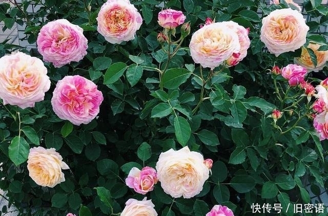 关键|被名字耽误的“香水花”,关键耐热无虫害,单朵能持续绽放小半季