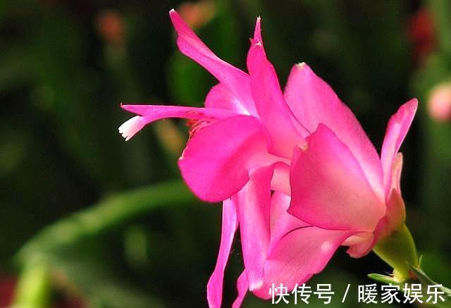 蟹爪兰长出新叶是红色,要分情况对待,对症下药,来年才会开满花