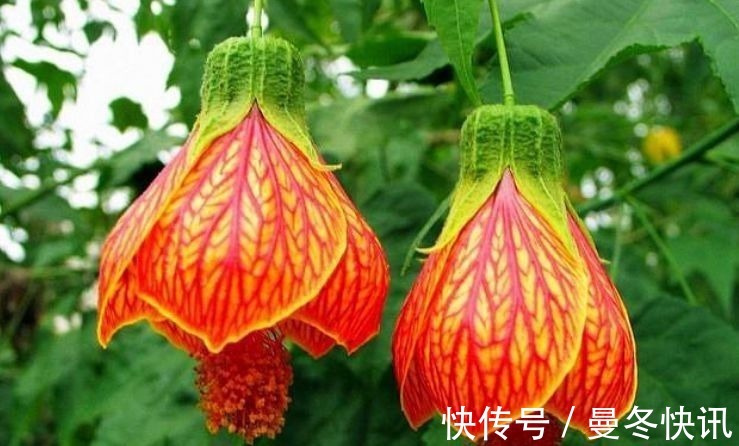 懒人养花,不养这款“不死花”,不用费心打理,花开繁盛惹人爱