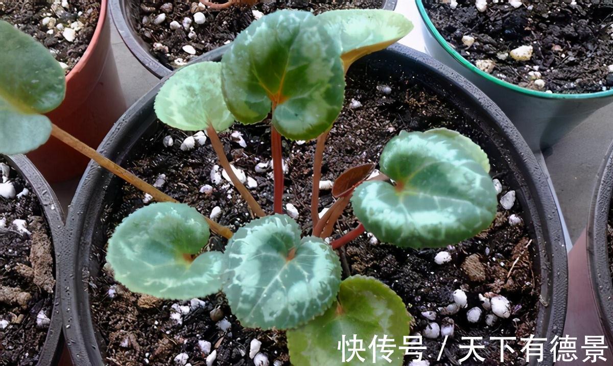 休眠|5种“漂亮花”,9月要多施肥,叶片杠杠厚,很快长花苞