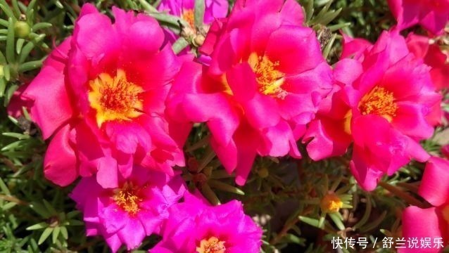 养花|养花就养这几款,全年开花不停,养成一片花海新手也能养活