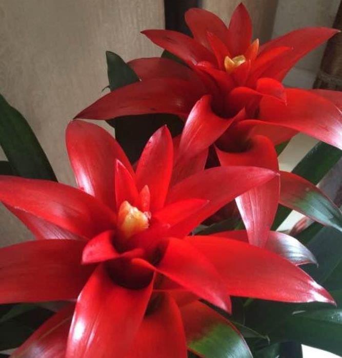 几款艳丽的花卉,漂亮又好闻,花型圆滚惹人爱,值得拥有