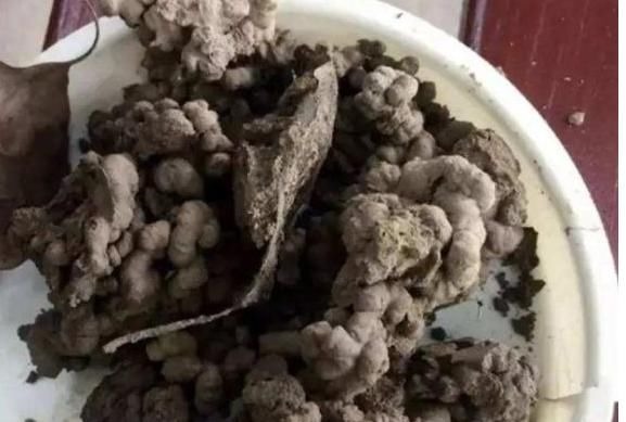 用生根水、淘米水养花，都赢不了这种“万能水”，养啥旺啥