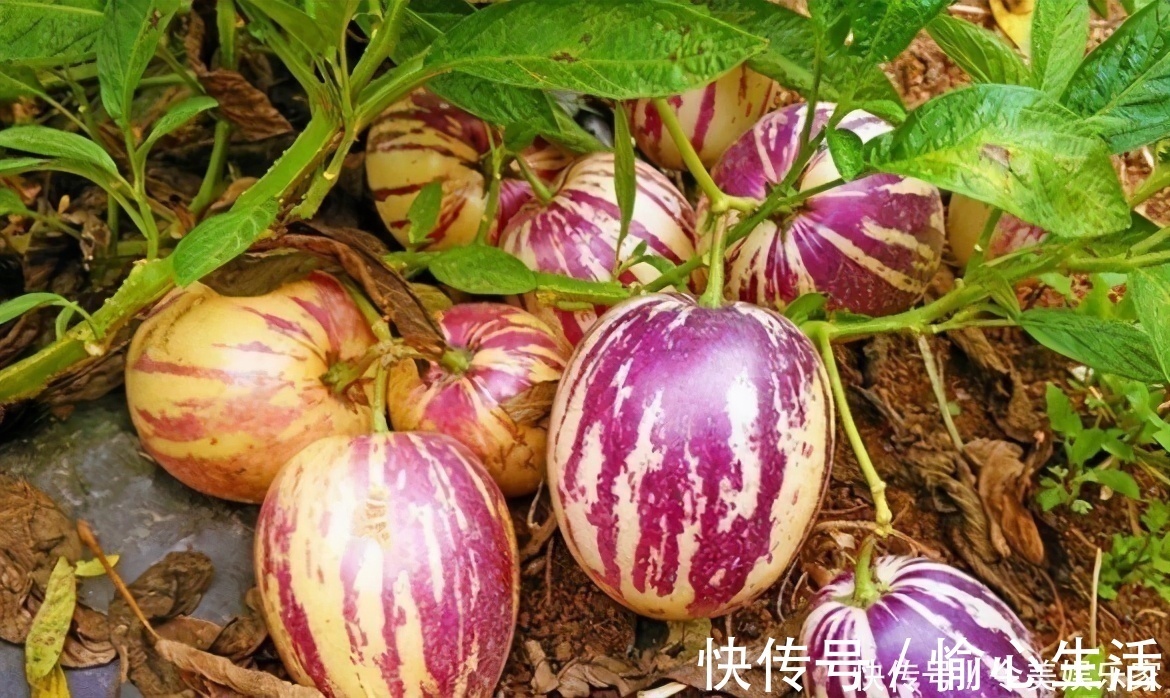 衰老|每天晚上坚持吃三种食物,营养丰富,延缓衰老,有益健康