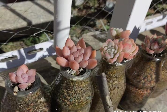 新玩法——用玻璃瓶养多肉,既方便打理又易于上色,阳台党的福音