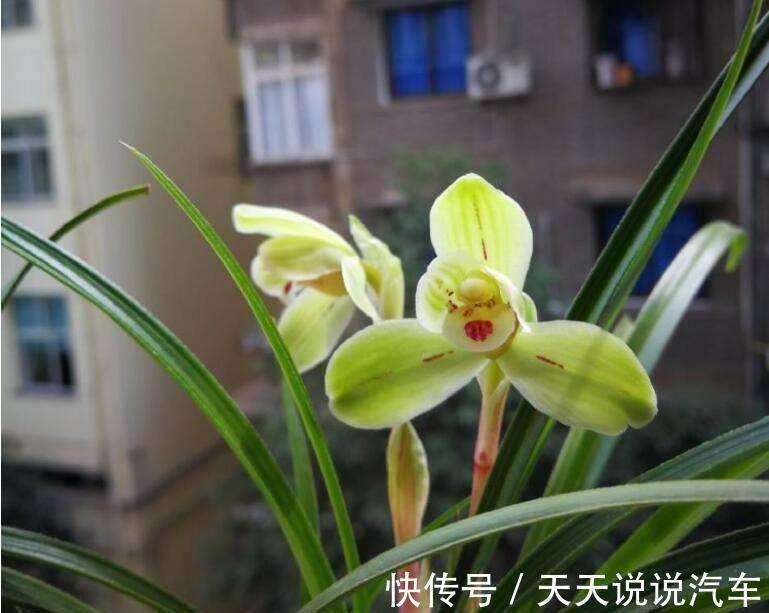 植料|养兰花,并非越干净越好,此几种脏东西是养兰之宝