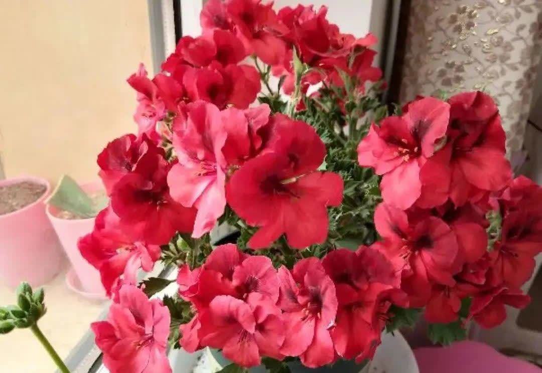 蝴蝶兰开花不是一次性,花后剪一剪,还能继续开花