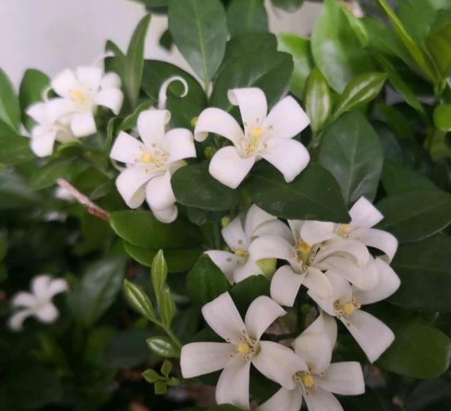 香气|种在阳台的九里香,既能净化空气环境,又能满屋飘香