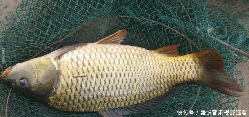 鲫鱼|垂钓鲫鱼和鲤鱼，在钓法、钓饵等方面的差异