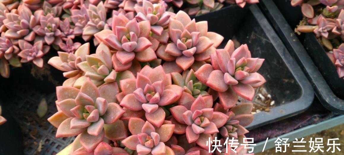 多肉|3种适合新手的多肉植物,学会控水,易群生养成漂亮小老桩