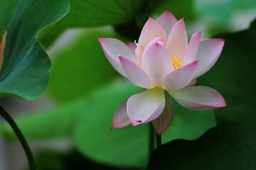 倚树独高歌|28首浣溪沙:落日迟迟风渐起，池塘寂寂影婆娑，闲蝉倚树独高歌