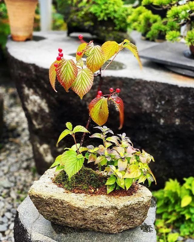 山野草，也高雅！