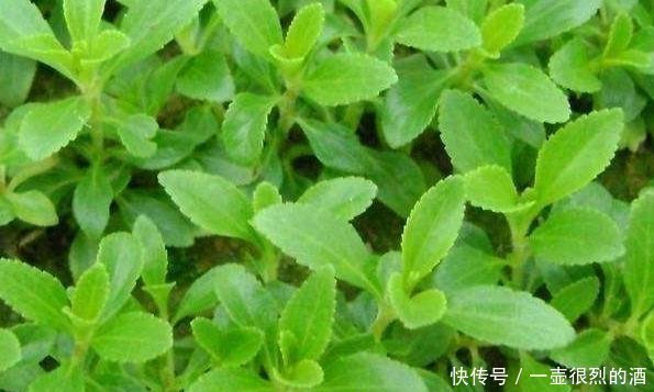 植物|农村一种“野草”，比白糖还甜50倍，却是天然“降糖药”，珍贵