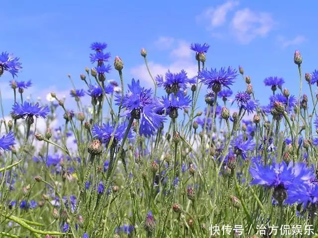 矢车菊|此花细致可爱,清新幽雅,具有极高的观赏价值,象征着遇见的幸福