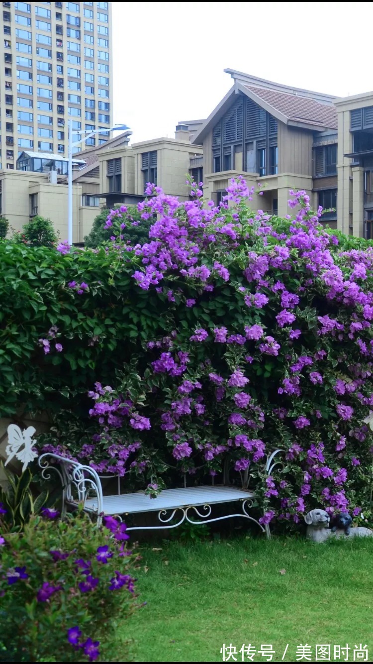 三角梅|120㎡别墅花园改造,经过三年的努力,小院从荒地到花开满园