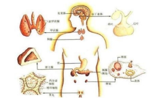 断食两天可以重新启动人体免疫系统,这是真实的