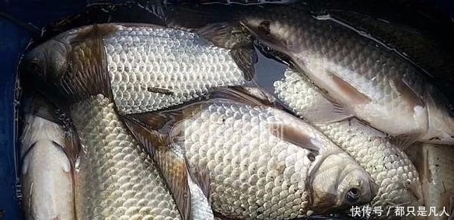 春季钓鱼3大绝招,用好了大鲫鱼连杆上!