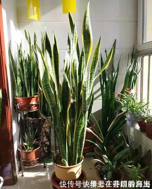 天冷|天冷了,15种漂亮花喜欢“大太阳”,多晒长得壮,花更多