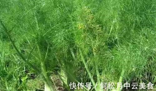 江南人|60种常见野菜，高清大图，收集全了真不容易！
