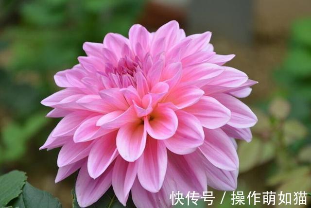 此种花朵碗口大,比绿萝还好养的花再不种就亏了