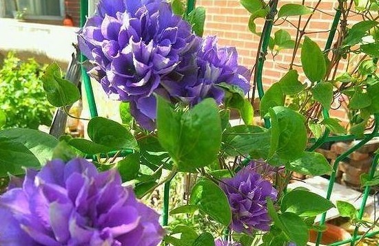 养花10年的李小姐,只养“1种花”,没想到,花盛开后,人见人夸