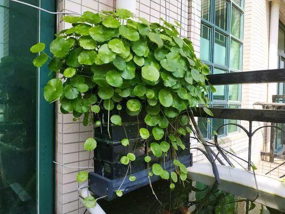 叶片|不懂养花方法就养4种花,只管浇水,松松长到爆盆