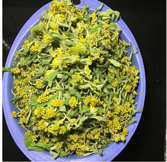 死对头|农村这种野菜是高血压“死对头”，每天吃几口，血压都可稳如泰山