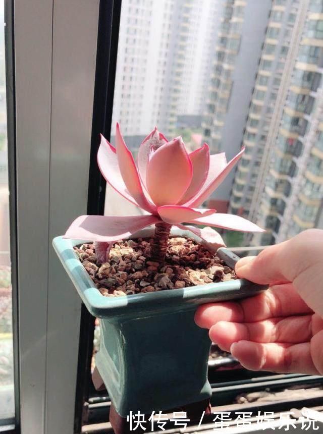 肉友|夏天来了,这些多肉最耐晒,度夏没问题,越养越肥厚