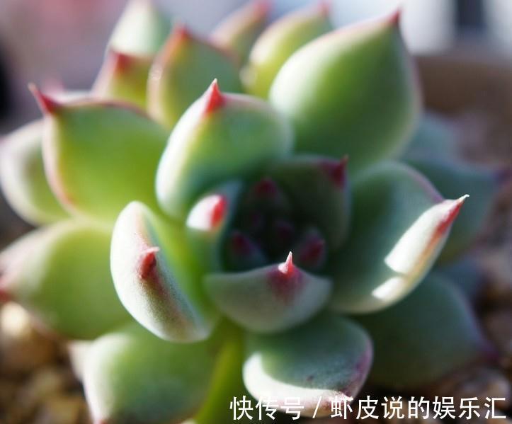 新上盆的多肉植物服盆期如何浇水，多久浇一次水才能快速服盆