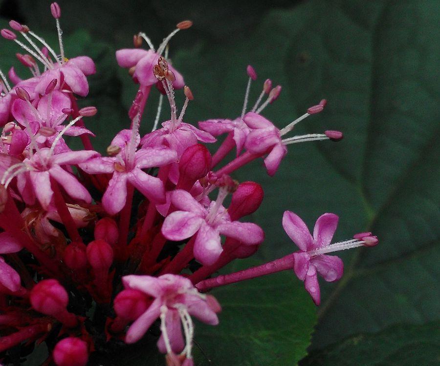 这4种花慎选,花朵味道难闻,家里不要养