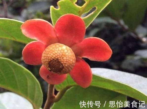 植物|农村几种植物太强大,治风湿,腰腿痛,铁打损伤,应该了解下