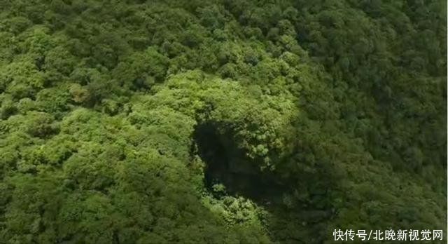 张挺|比大熊猫还珍稀的极危植物，消失百年后从天坑“归来”