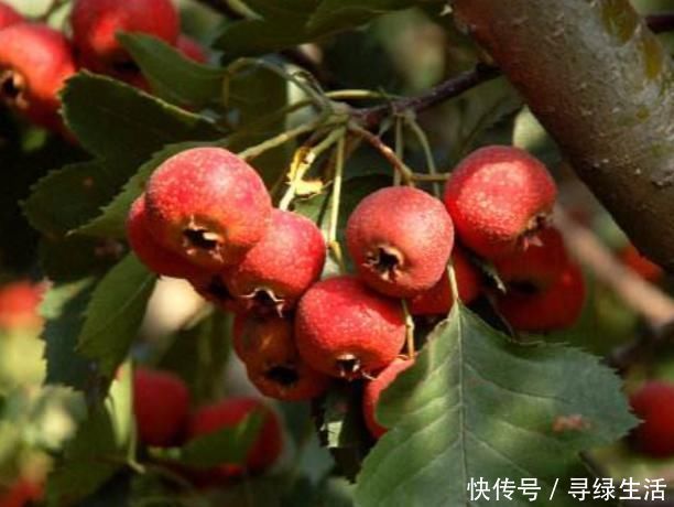 子宫肌瘤|女人若有“子宫肌瘤”,这3物可劲吃,或助你活血化瘀,子宫更加健康