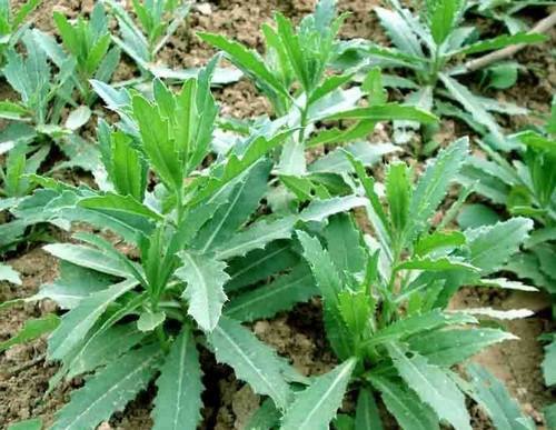 野菜长得比盆栽还美,还有神奇作用,农村小孩最喜欢!