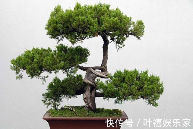 养花高手养护罗汉松有”绝招“,叶子“油绿”不在变黄。