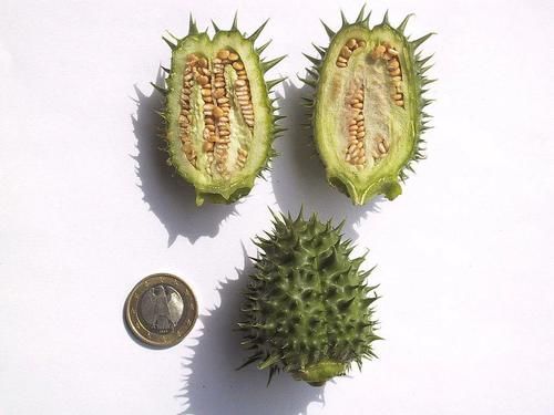  武侠小说|武侠小说里总出现的“曼陀罗”，全株都是毒