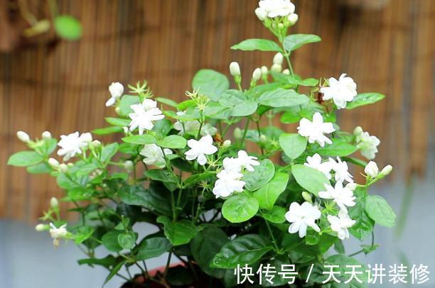 香气|6种“健康”花,寓意好又吉利,家里多养一盆,全家少生病