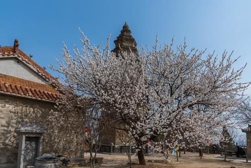 古塔古寨相伴，杏花开遍山野——荥阳千尺塔迎来最美的季节