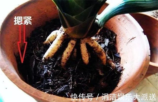 自制1种“混合土”,君子兰、绿萝最喜欢,1分钱不花,根旺叶绿