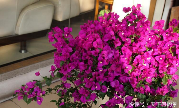 养护|涨知识!邻居奶奶养三角梅,全靠抓住这3点