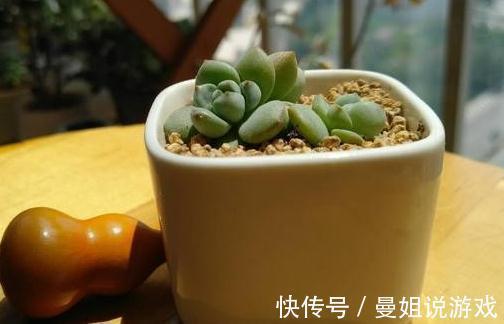 植株|多肉爆侧芽怎么处理,看完这三种方法,你心里就有数了