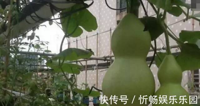 其中一位|7旬老人捡了1500个塑料瓶,在自家后院搭起菜园子,全自动管
