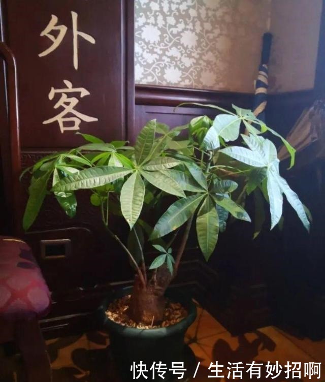 10种花，春天不能晒，躲屋里最安全！10种花，春天不能晒，躲屋里最安全！