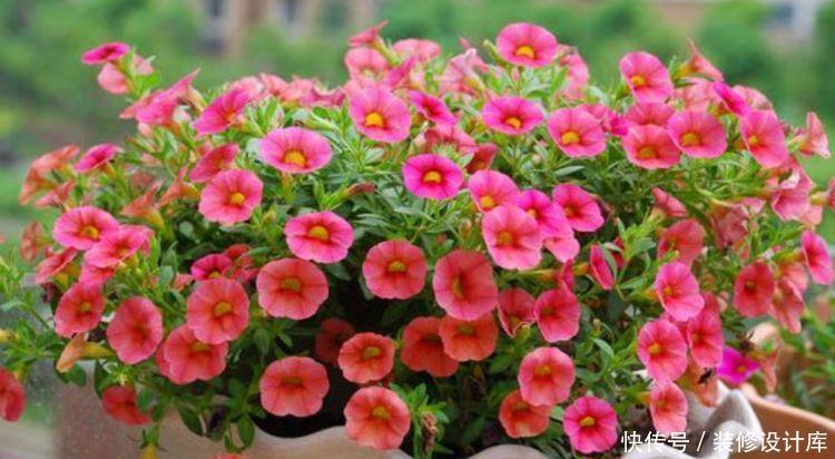 新手|最适合新手养的4种花,沾土就能活,一开就是300多天