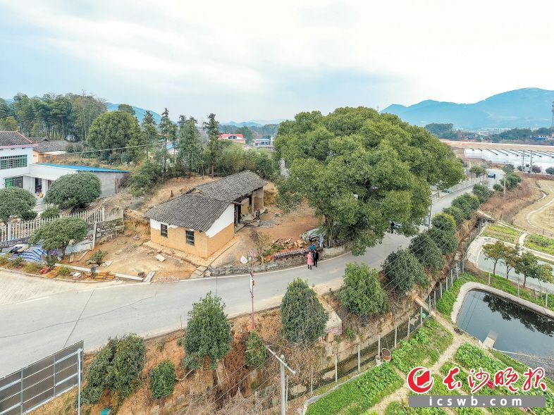 明珠|百年老屋见证当年艰苦岁月